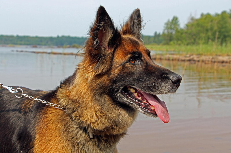 German Shepherd Dog — Brown, Calm, Afternoon, Photograph, Lake