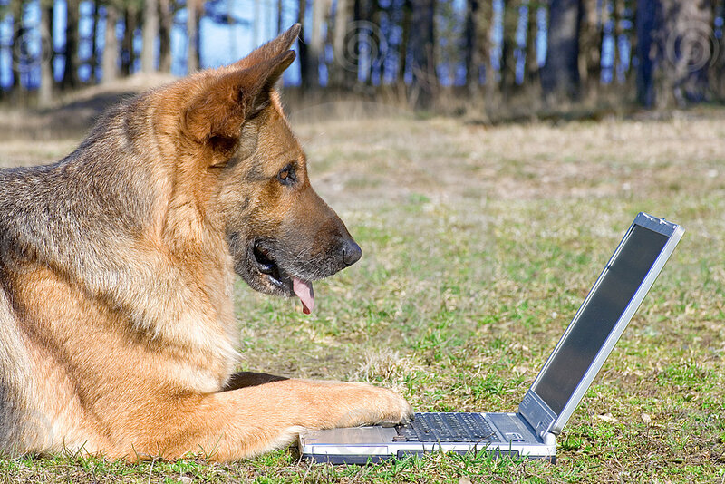 German Shepherd Dog — Brown, Calm, Afternoon, Photograph, Laptop