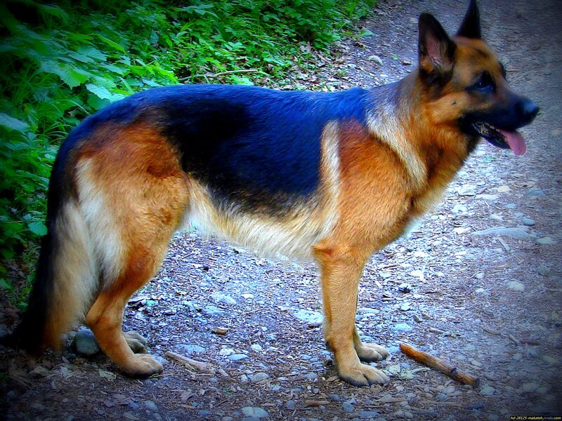 German Shepherd Dog — Brown, Calm, Afternoon, Photograph, Path