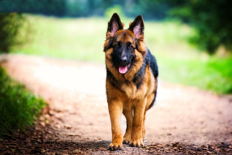 German Shepherd Dog — Brown, Calm, Afternoon, Photograph, Path, Trees