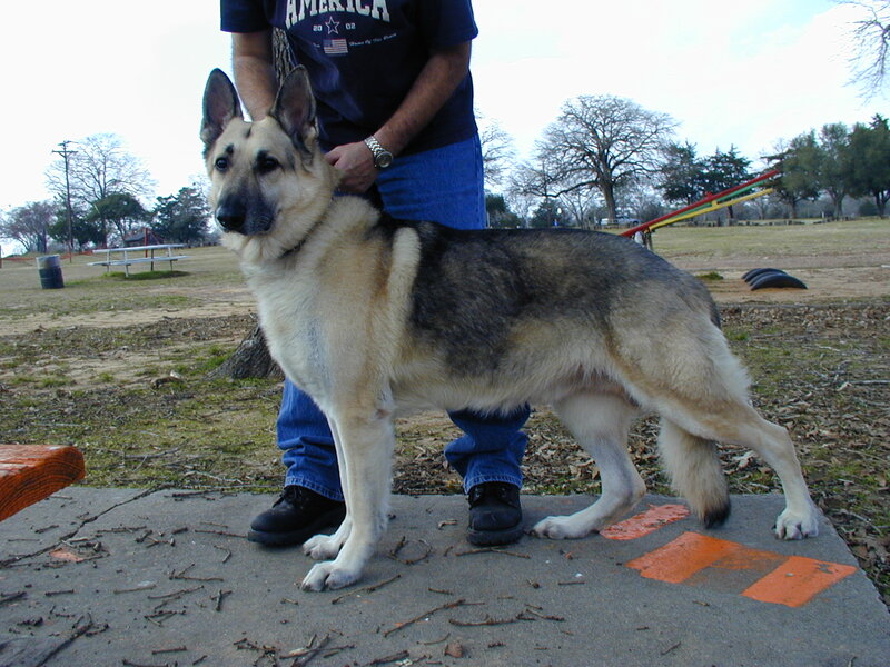 German Shepherd Dog — Brown, Calm, Afternoon, Photograph, Person