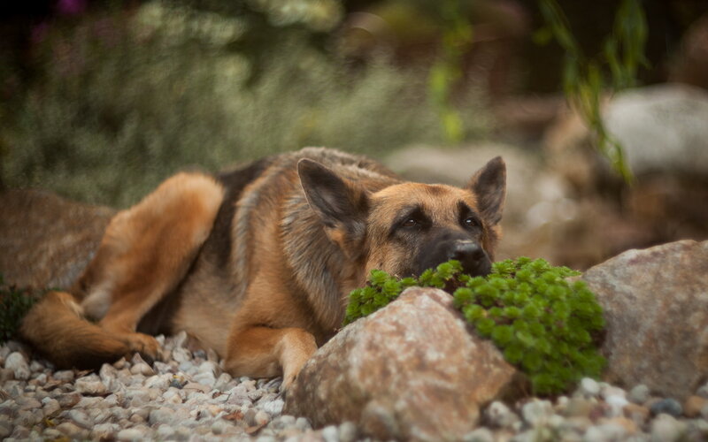German Shepherd Dog — Brown, Calm, Afternoon, Photograph, Rocks, Pebbles