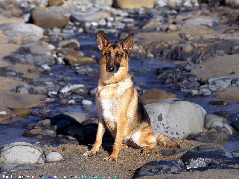 German Shepherd Dog — Brown, Calm, Afternoon, Photograph, Rocks, Stream
