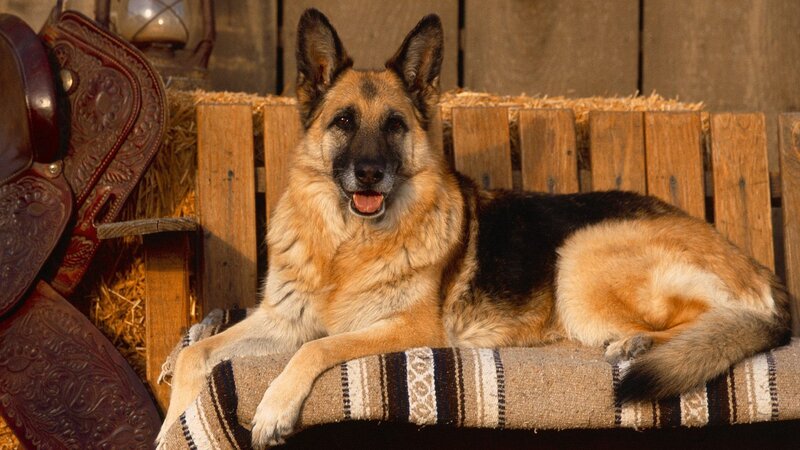 German Shepherd Dog — Brown, Calm, Afternoon, Photograph, Saddle, Hay, Bench