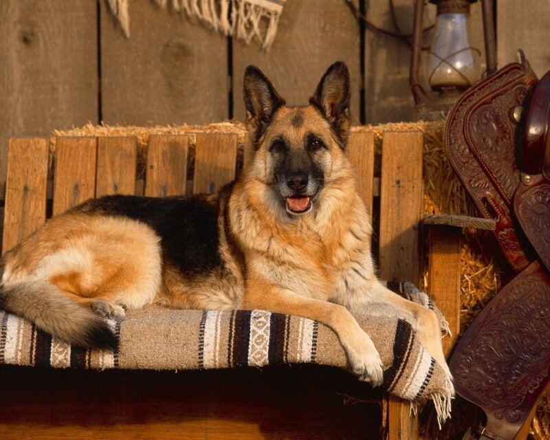 German Shepherd Dog — Brown, Calm, Afternoon, Photograph, Saddle, Hay, Lantern, Black