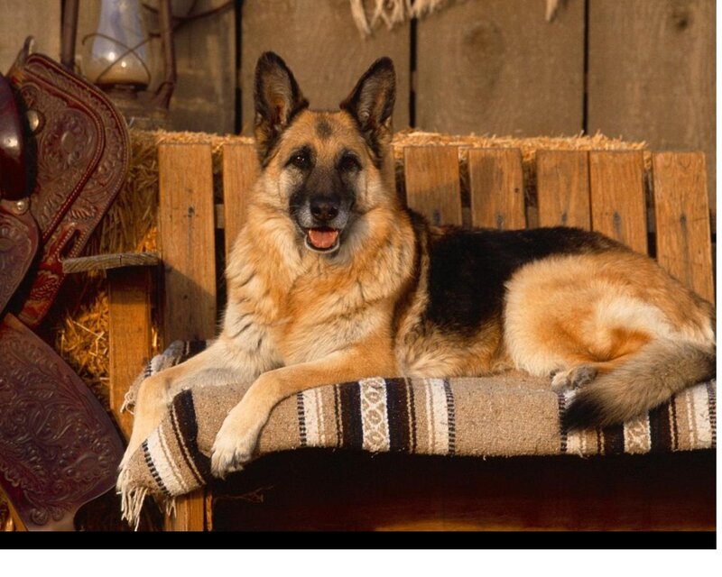 German Shepherd Dog — Brown, Calm, Afternoon, Photograph, Saddle, Hay