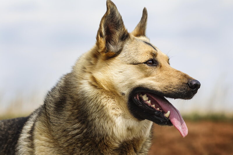 German Shepherd Dog — Brown, Calm, Afternoon, Photograph, Sky, Ground