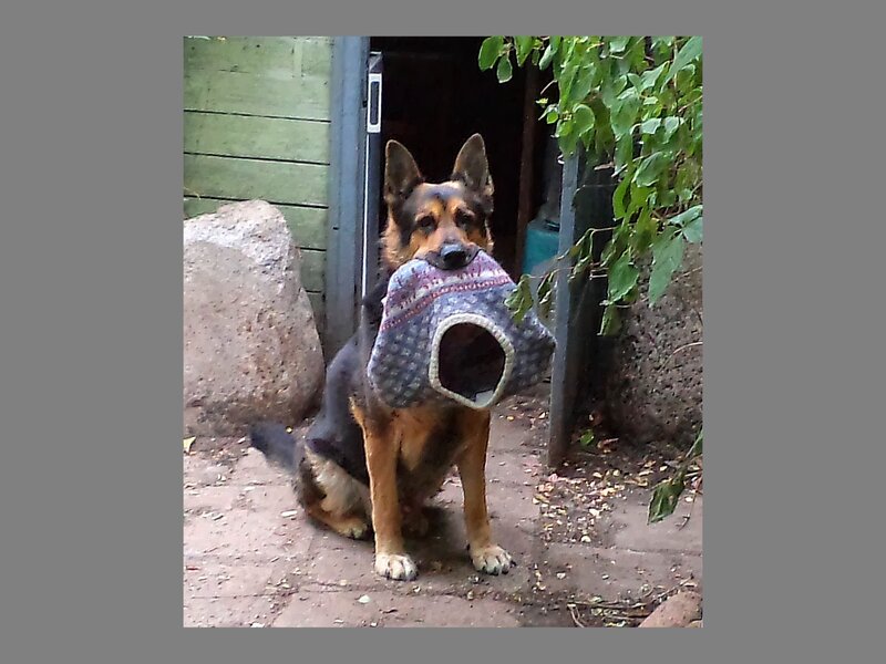German Shepherd Dog — Brown, Calm, Afternoon, Photograph, Sweater
