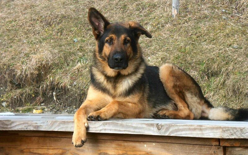 German Shepherd Dog — Brown, Calm, Afternoon, Photograph