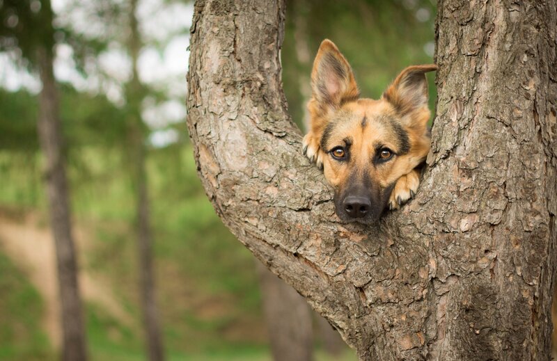 German Shepherd Dog — Brown, Calm, Afternoon, Photograph, Tree, Forest