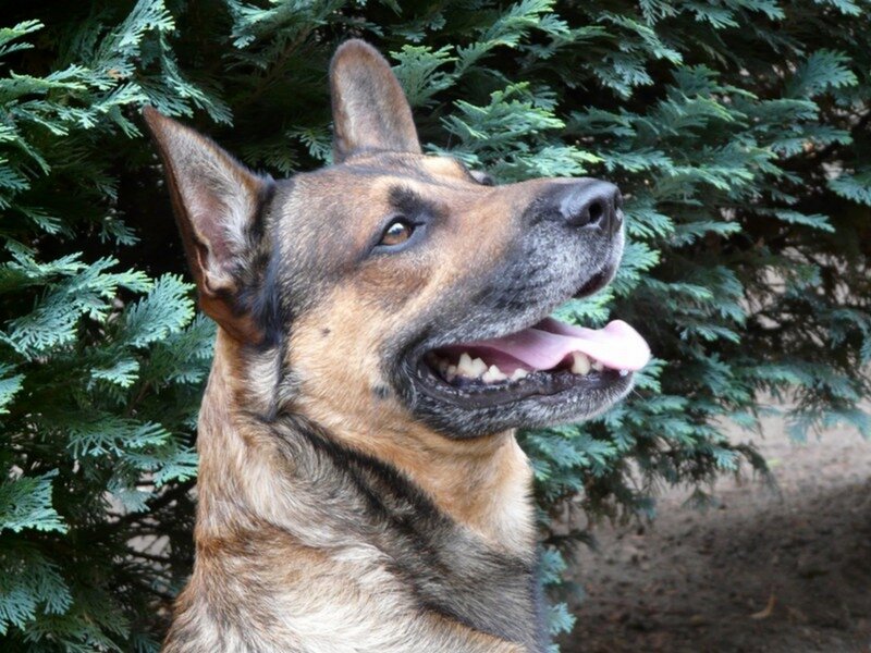 German Shepherd Dog — Brown, Calm, Afternoon, Photograph, Tree, Grass