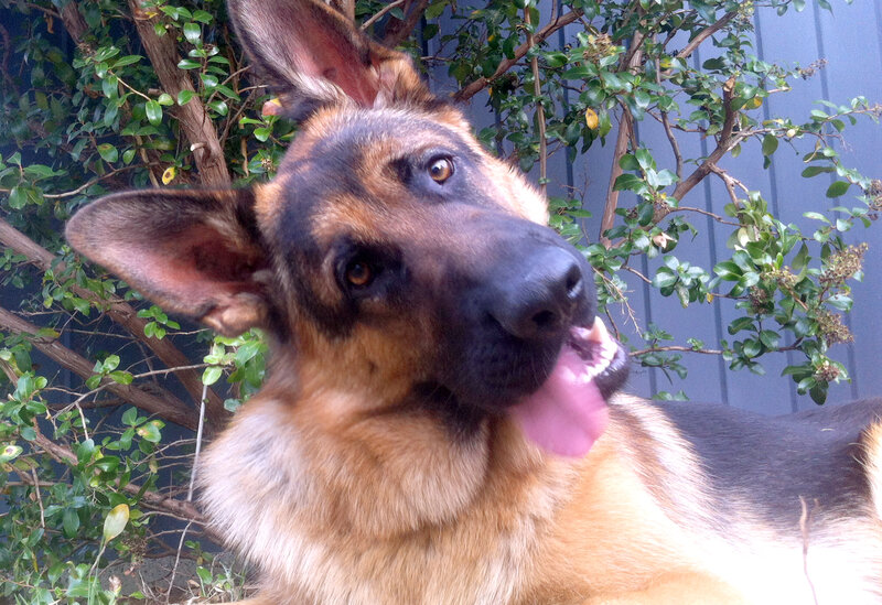German Shepherd Dog — Brown, Calm, Afternoon, Photograph, Tree