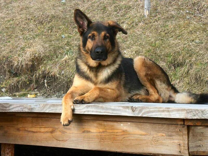 German Shepherd Dog — Brown, Calm, Afternoon, Photograph, Wooden Platform, Grass, Black