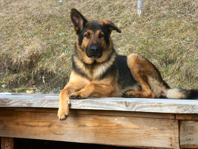 German Shepherd Dog — Brown, Calm, Afternoon, Photograph, Wooden Platform