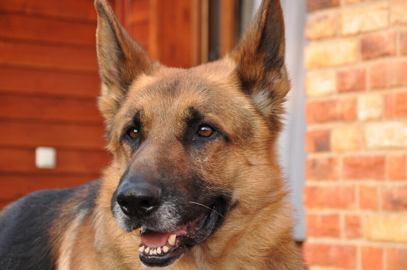 German Shepherd Dog — Brown, Calm, Afternoon, Photograph, Wooden Wall