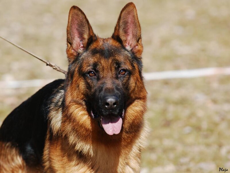 German Shepherd Dog — Brown, Calm, Afternoon