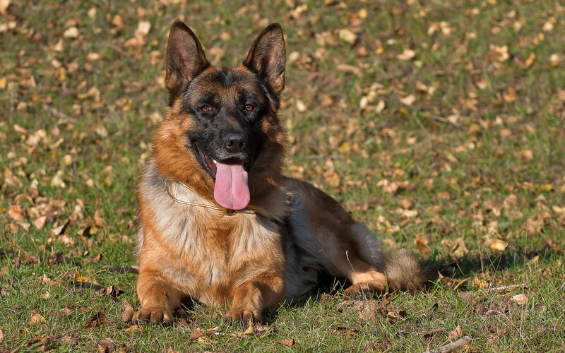 German Shepherd Dog — Brown, Calm, Autumn, Photograph, Grass, Leaves