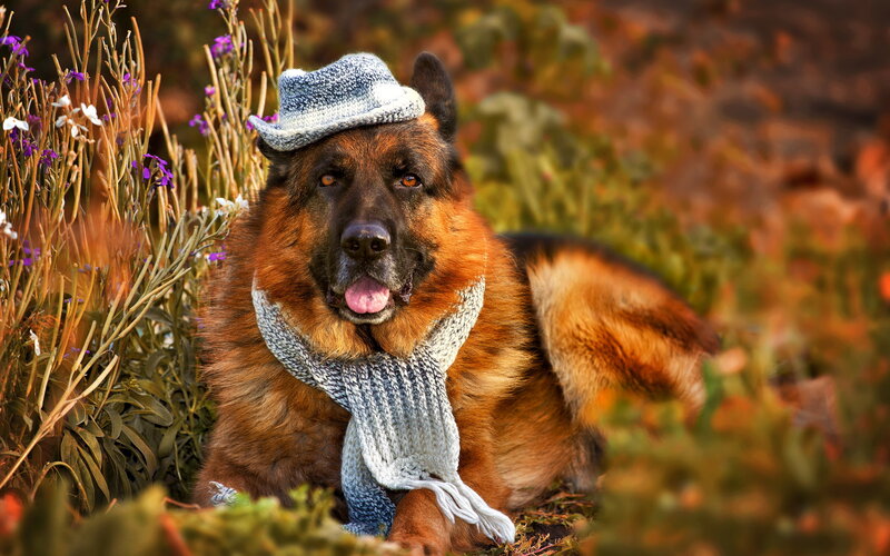 German Shepherd Dog — Brown, Calm, Autumn, Photograph, Hat