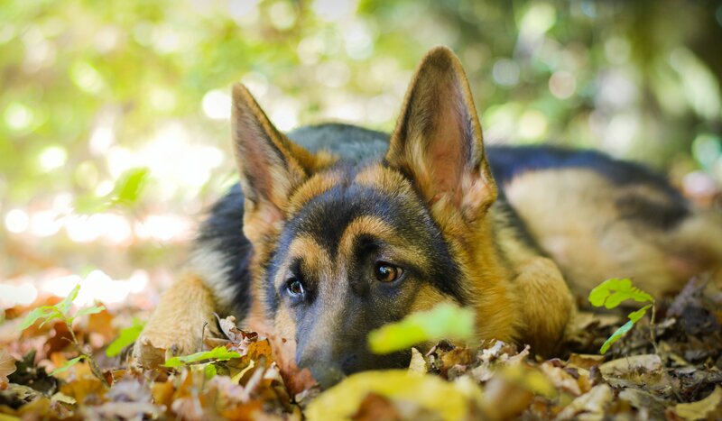 German Shepherd Dog — Brown, Calm, Autumn, Photograph, Leaves, Forest