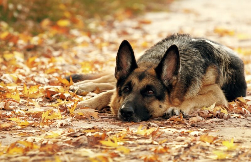 German Shepherd Dog — Brown, Calm, Autumn, Photograph, Leaves