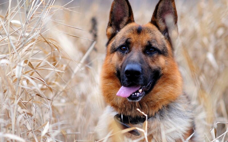 German Shepherd Dog — Brown, Calm, Autumn, Photograph