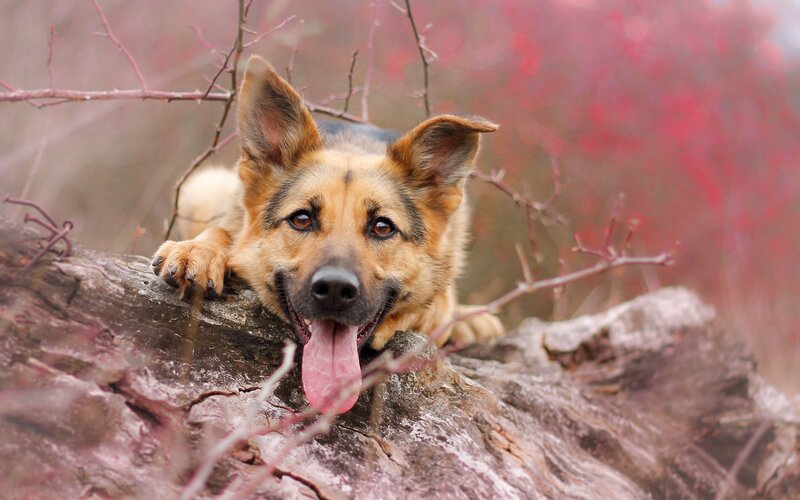 German Shepherd Dog — Brown, Calm, Autumn, Photograph, Tree Trunk