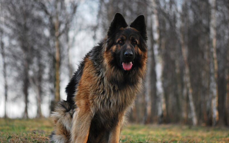 German Shepherd Dog — Brown, Calm, Autumn, Photograph, Trees, Grass, Black