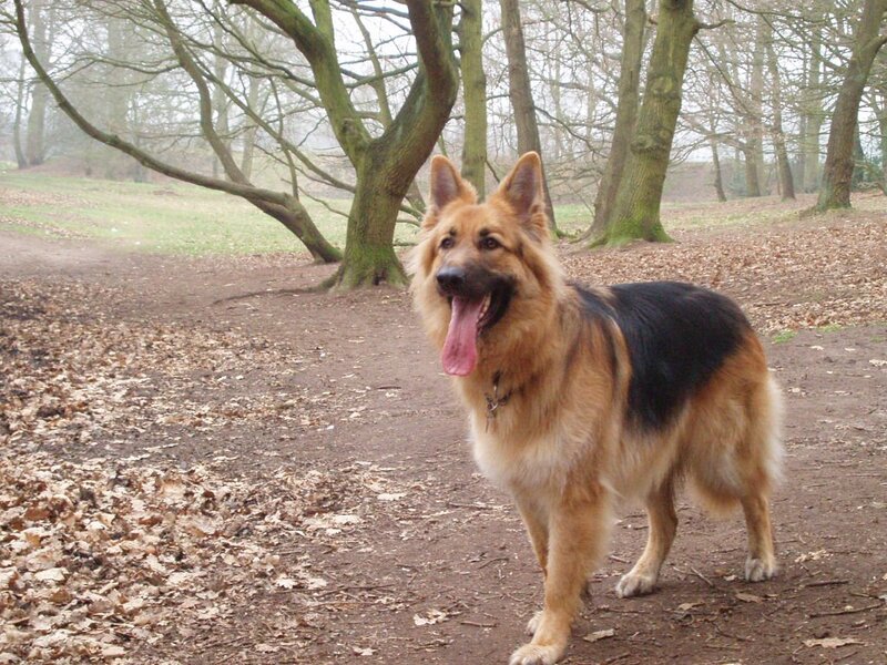 German Shepherd Dog — Brown, Calm, Autumn, Photograph, Trees