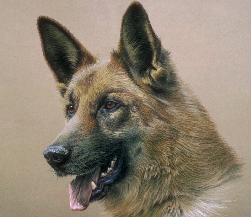 German Shepherd Dog — Brown, Calm, Illustration, Portrait