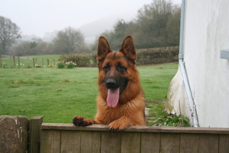 German Shepherd Dog — Brown, Calm, Morning