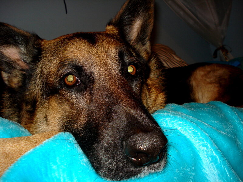 German Shepherd Dog — Brown, Calm, Night