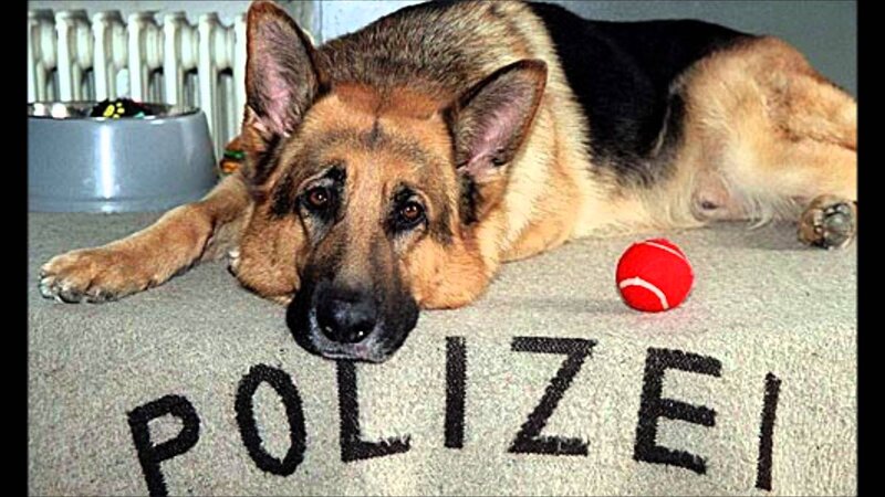 German Shepherd Dog — Brown, Calm, Photograph, Ball