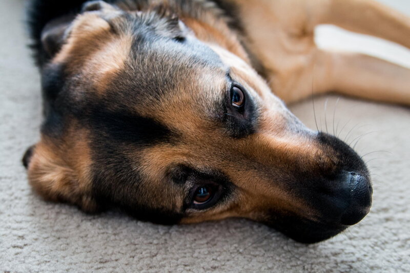 German Shepherd Dog — Brown, Calm, Photograph, Carpet