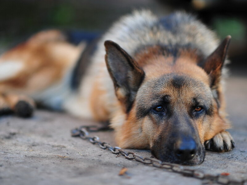 German Shepherd Dog — Brown, Calm, Photograph, Chain