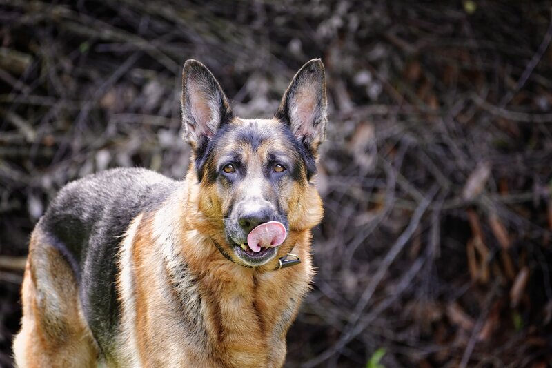 German Shepherd Dog — Brown, Calm, Photograph, Collar