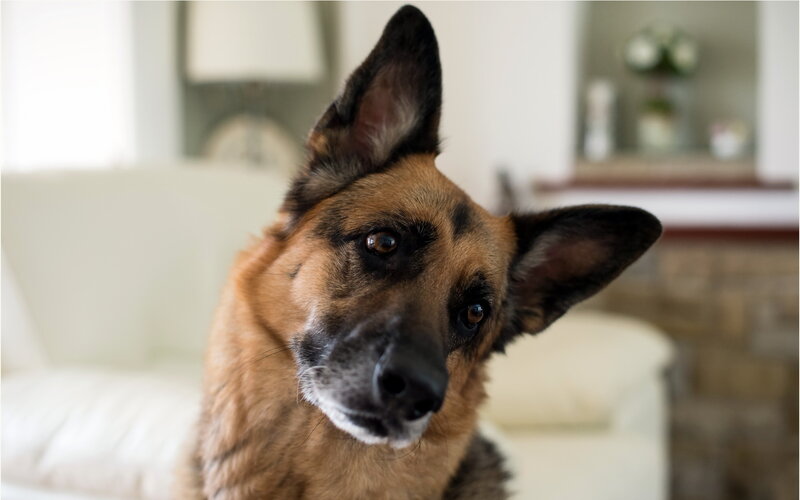 German Shepherd Dog — Brown, Calm, Photograph, Couch, Lamp