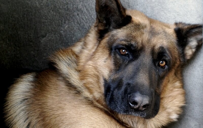 German Shepherd Dog — Brown, Calm, Photograph, Couch
