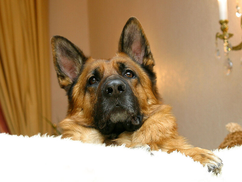 German Shepherd Dog — Brown, Calm, Photograph, Curtain