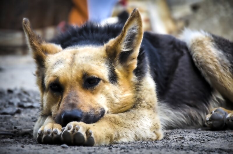 German Shepherd Dog — Brown, Calm, Photograph, Dirt Ground
