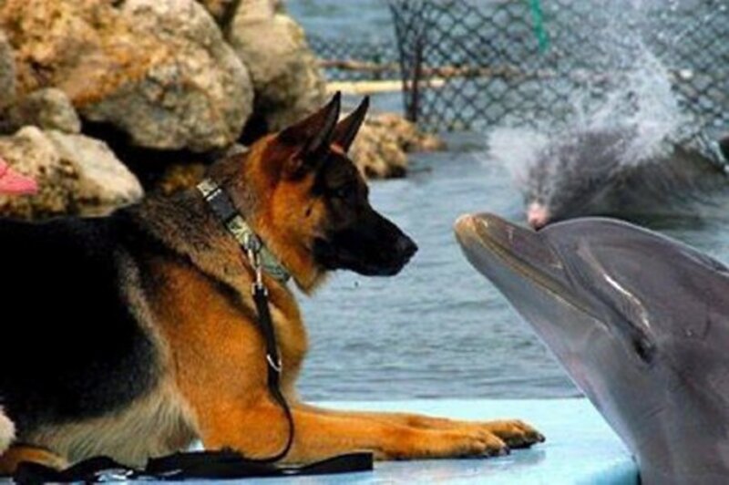 German Shepherd Dog — Brown, Calm, Photograph, Dolphin