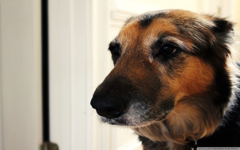 German Shepherd Dog — Brown, Calm, Photograph, Door