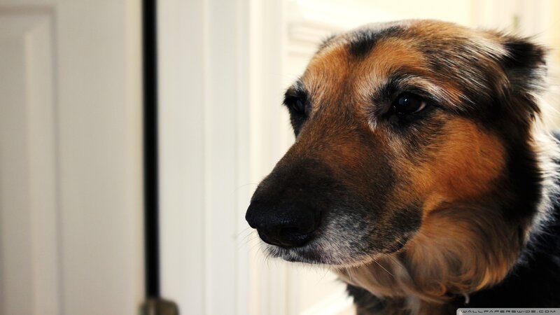 German Shepherd Dog — Brown, Calm, Photograph, Door, Wall