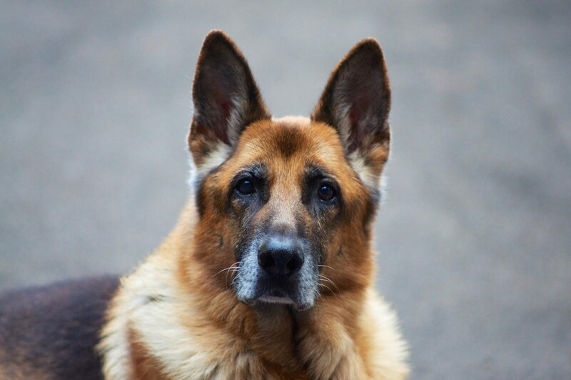 German Shepherd Dog — Brown, Calm, Photograph, Ears