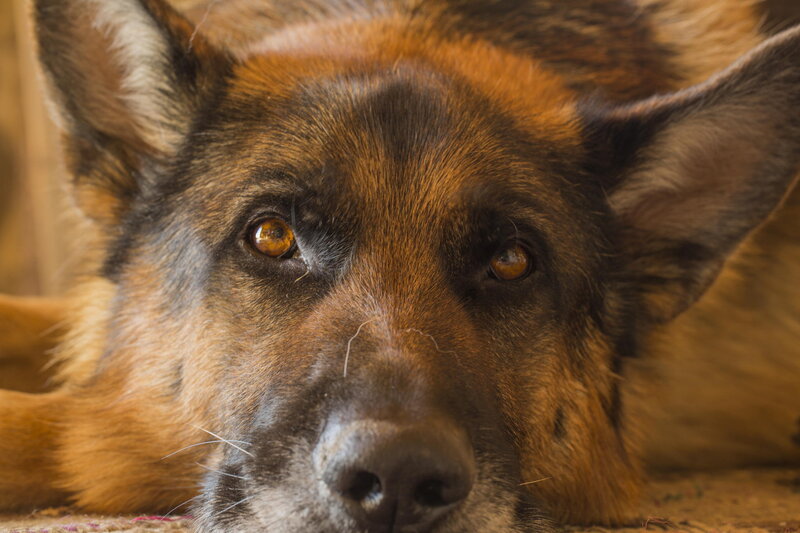 German Shepherd Dog — Brown, Calm, Photograph, Eyes