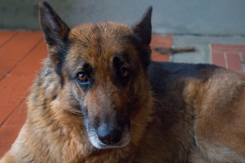 German Shepherd Dog — Brown, Calm, Photograph, Floor, Brick