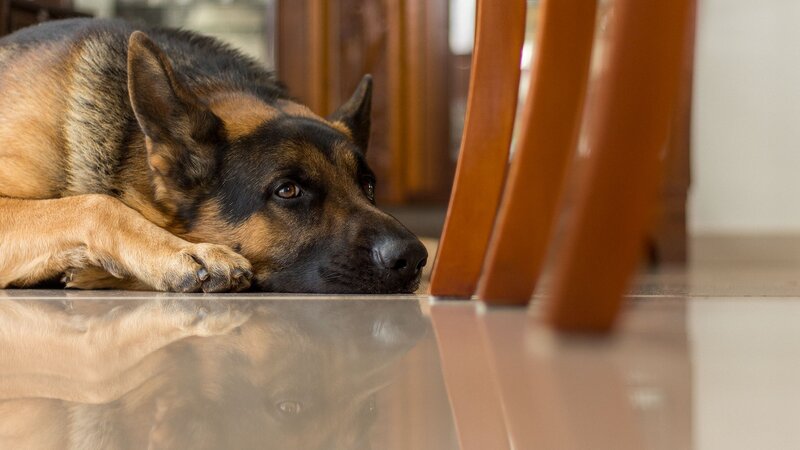 German Shepherd Dog — Brown, Calm, Photograph, Floor, Chair Legs