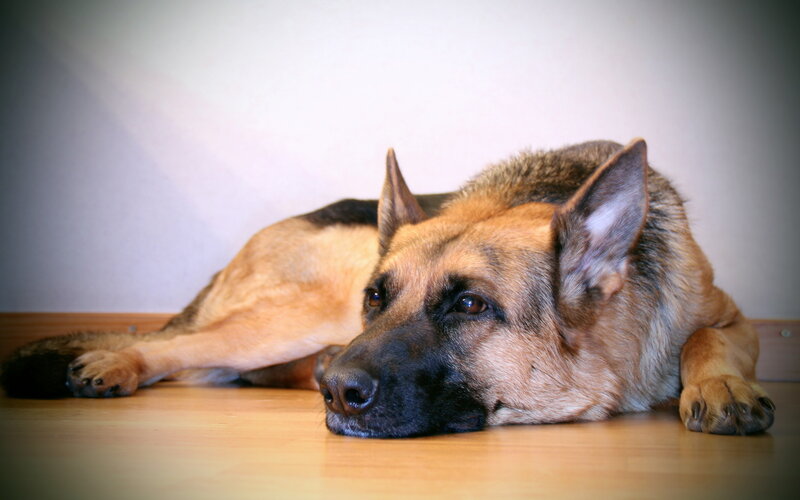 German Shepherd Dog — Brown, Calm, Photograph, Floor