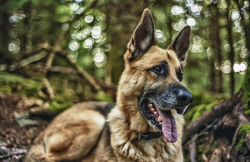 German Shepherd Dog — Brown, Calm, Photograph, Forest