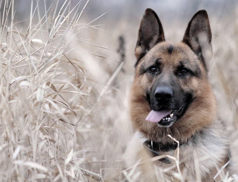 German Shepherd Dog — Brown, Calm, Photograph, Grass