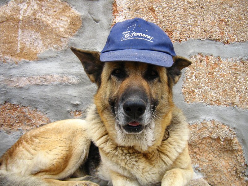 German Shepherd Dog — Brown, Calm, Photograph, Hat